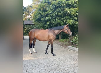 Trakehner, Mare, 7 years, 17 hh, Brown