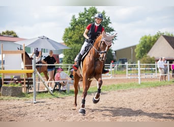 Trakehner, Mare, 7 years, 17 hh, Chestnut-Red