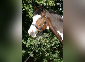 Trakehner, Mare, 7 years, 17 hh, Pinto