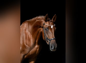 Trakehner, Mare, 7 years, Chestnut-Red