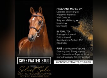 Trakehner, Mare, 8 years, 15.2 hh, Grey