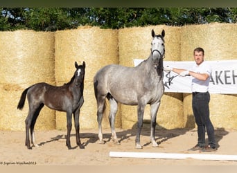 Trakehner, Mare, 8 years, 15,2 hh, Grey