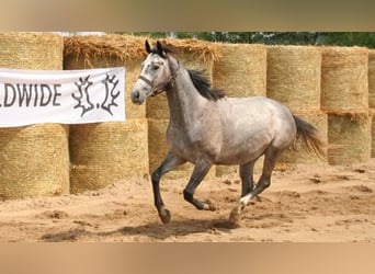 Trakehner, Mare, 8 years, 15,2 hh, Grey