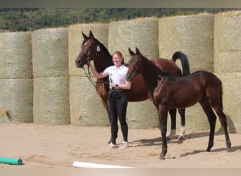 Trakehner, Mare, 8 years, 15,3 hh