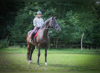 Trakehner, Mare, 8 years, 16.2 hh, Black Trakehner, Mare, 8 years, 16.2 hh, Black