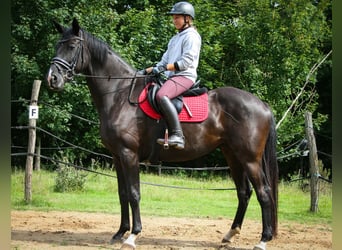 Trakehner, Mare, 8 years, 16.2 hh, Black Trakehner, Mare, 8 years, 16.2 hh, Black