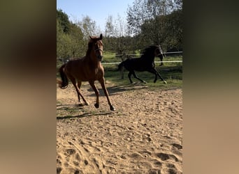 Trakehner, Mare, 8 years, 16.2 hh, Black Trakehner, Mare, 8 years, 16.2 hh, Black
