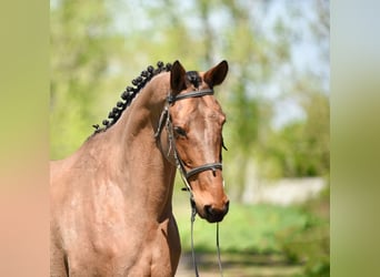 Trakehner, Mare, 8 years, 16.2 hh, Brown