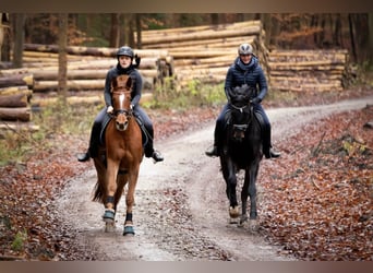 Trakehner, Mare, 8 years, 16.2 hh, Chestnut-Red
