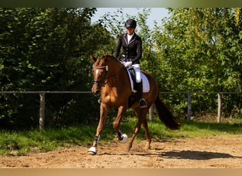 Trakehner, Mare, 8 years, 16.2 hh, Chestnut-Red
