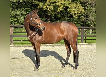 Trakehner, Mare, 8 years, 16.3 hh, Brown
