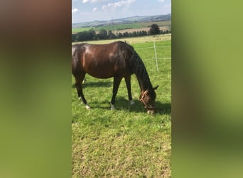 Trakehner, Mare, 8 years, 16 hh, Bay-Dark