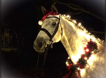 Trakehner, Mare, 8 years, 16,1 hh, Grey