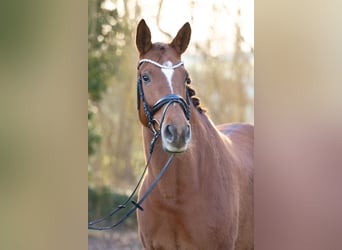 Trakehner, Mare, 8 years, 16,2 hh, Chestnut-Red