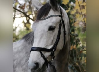 Trakehner, Mare, 8 years, 16,2 hh, Gray-Dapple