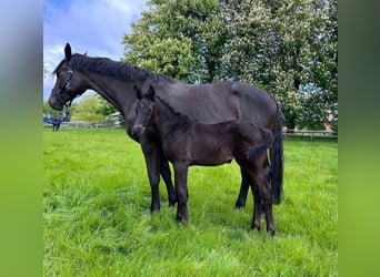 Trakehner, Mare, 8 years, 16,3 hh, Smoky-Black