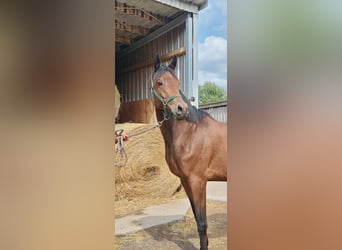 Trakehner, Mare, 8 years, 17 hh