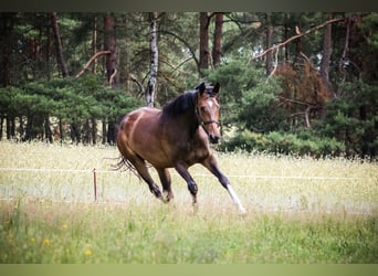 Trakehner, Mare, 8 years, 17 hh, Brown