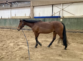 Trakehner, Mare, 9 years, 15.3 hh, Brown