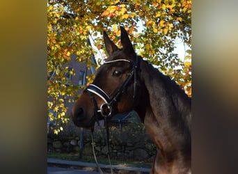 Trakehner, Mare, 9 years, 16.1 hh, Brown