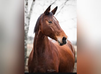 Trakehner, Mare, 9 years, 16.1 hh, Brown