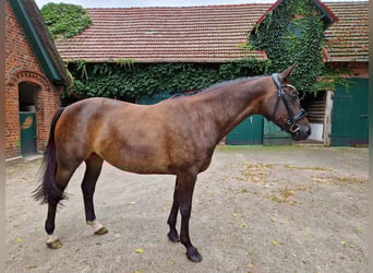 Trakehner, Mare, 9 years, 16.1 hh, Smoky-Black