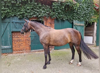 Trakehner, Mare, 9 years, 16.1 hh, Smoky-Black