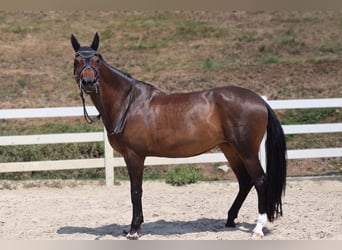 Trakehner, Mare, 9 years, 16.2 hh, Bay-Dark