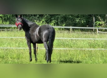 Trakehner, Mare, 9 years, 16,2 hh, Black