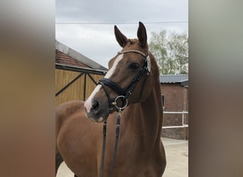 Trakehner, Mare, 9 years, 16.2 hh, Chestnut-Red