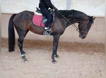 Trakehner, Mare, 9 years, 16 hh, Bay-Dark