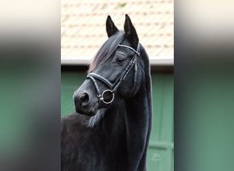 Trakehner, Mare, 9 years, 16 hh, Black