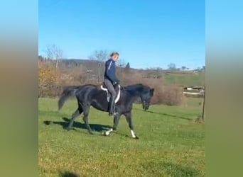 Trakehner, Mare, 9 years, 16 hh, Black
