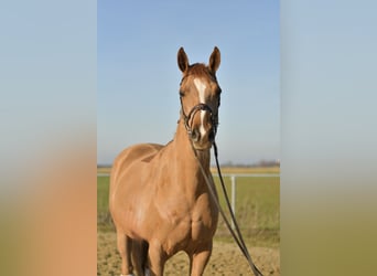 Trakehner, Mare, 9 years, 16 hh, Chestnut-Red