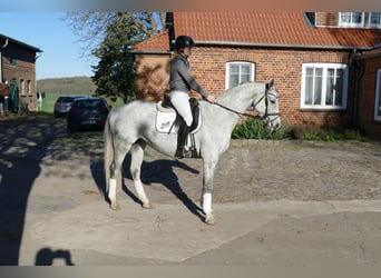 Trakehner, Mare, 9 years, 16 hh, Grey