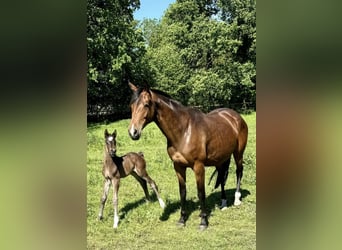 Trakehner, Mare, 9 years, 16,1 hh, Brown