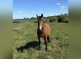 Trakehner, Mare, 9 years, 16,1 hh, Brown