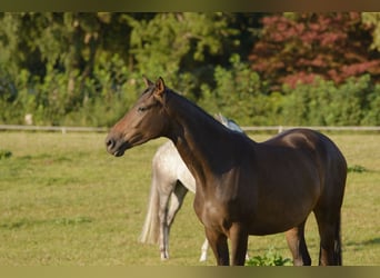 Trakehner, Mare, 9 years, Bay-Dark