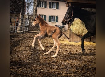 Trakehner, Mare, , 15,1 hh, Chestnut-Red