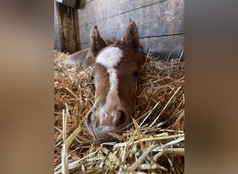 Trakehner, Mare, , 15,1 hh, Chestnut-Red