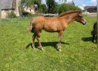 Trakehner, Mare, Foal (01/2026), 15.3 hh, Chestnut-Red
