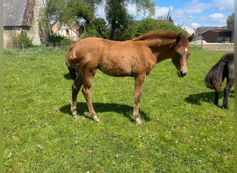 Trakehner, Mare, Foal (01/2026), 15.3 hh, Chestnut-Red
