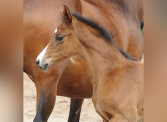 Trakehner, Mare, Foal (04/2023), 16.1 hh, Bay-Dark