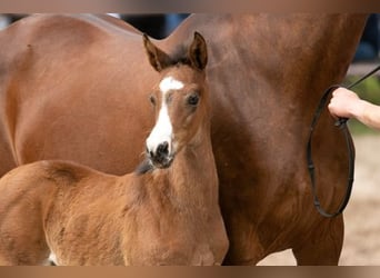 Trakehner, Mare, Foal (04/2023), 16.1 hh, Bay-Dark