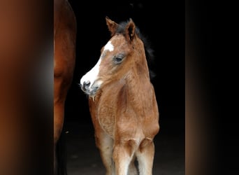 Trakehner, Mare, Foal (04/2023), 16.1 hh, Bay-Dark