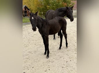 Trakehner, Mare, Foal (05/2026), 16.1 hh, Black