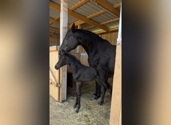Trakehner, Mare, Foal (06/2026), 16.1 hh, Black