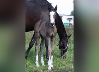 Trakehner, Mare, Foal (05/2024), 16.1 hh, Black