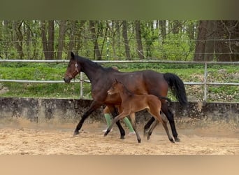 Trakehner, Mare, Foal (04/2024), 16.1 hh, Brown