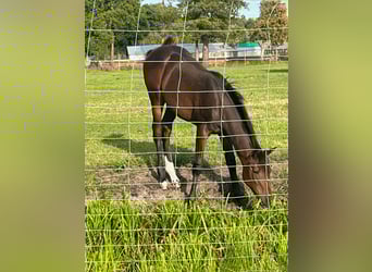 Trakehner, Mare, Foal (05/2023), 16.1 hh, Brown